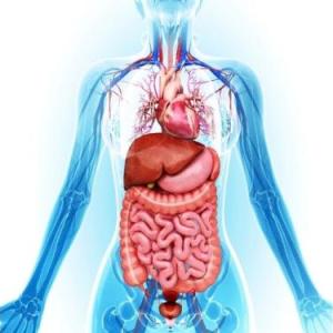 El Cuerpo Humano Multinivel Juego Educativo Salud Mobbyt