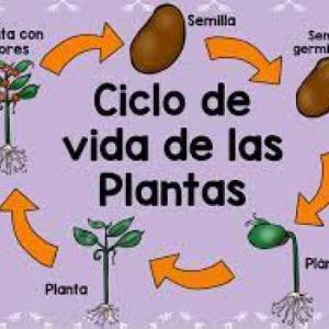 Ciclo De Vida De Las Plantas Ficha Interactiva Ciclo De NBKomputer