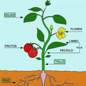 Partes De La Planta Memorias Juego Educativo Ciencias Mobbyt