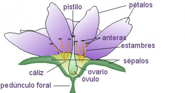 Reproducci N Sexual En Las Plantas Con Flor Trivias Juego Educativo