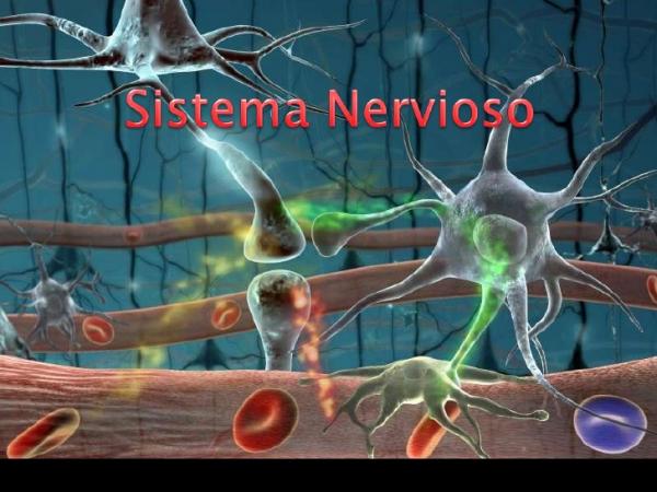Aprende jugando , SISTEMA NERVIOSO.