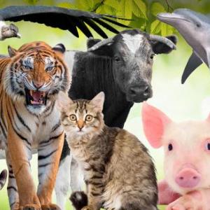 Imagen de portada del videojuego educativo: juego de animales, de la temática Biología