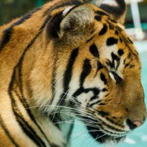 memorama de animales