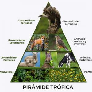 pirámide trófica