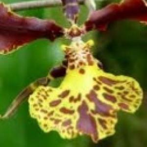 Plantas Liliopsida 