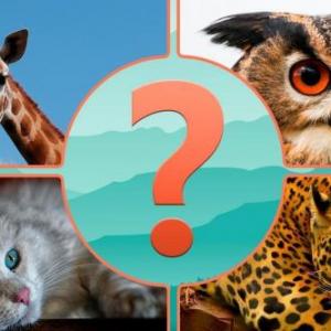 Memorama animales del bosque