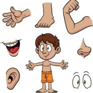 body parts
