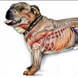 Juego de anatomia descriptiva veterinaria