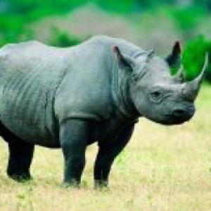 ANIMALES EN PELIGRO