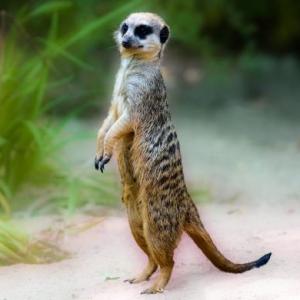 JUGAMOS CON LOS ANIMALES