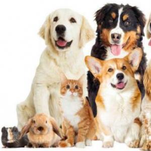 ANIMALES DOMÉSTICOS