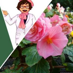 Partes de las plantas