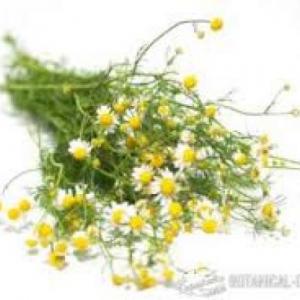 CLASES DE PLANTAS POR SU UTILIDAD