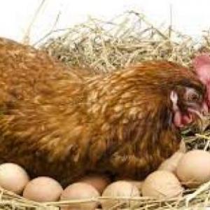 Trivia aves de postura.,