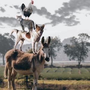Animales de la granja