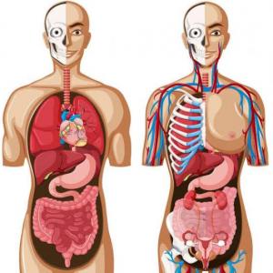 El cuerpo humano