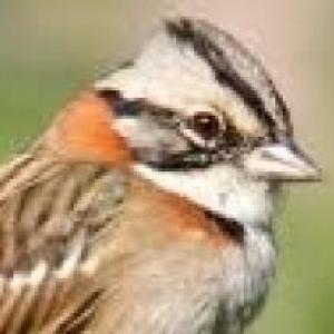 Ahorcado de plumas