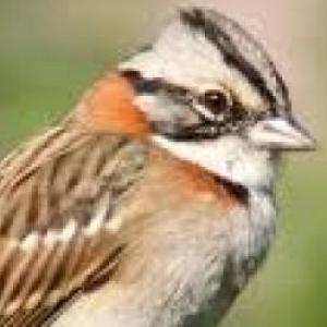 Sueño con plumas