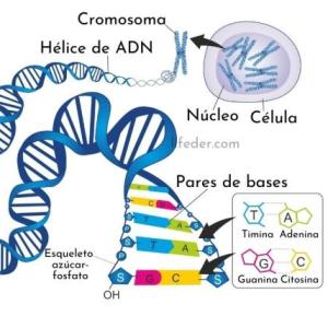 Estructura del ADN