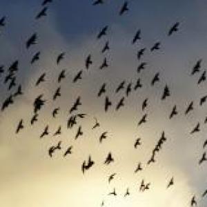 LES OISEAUX