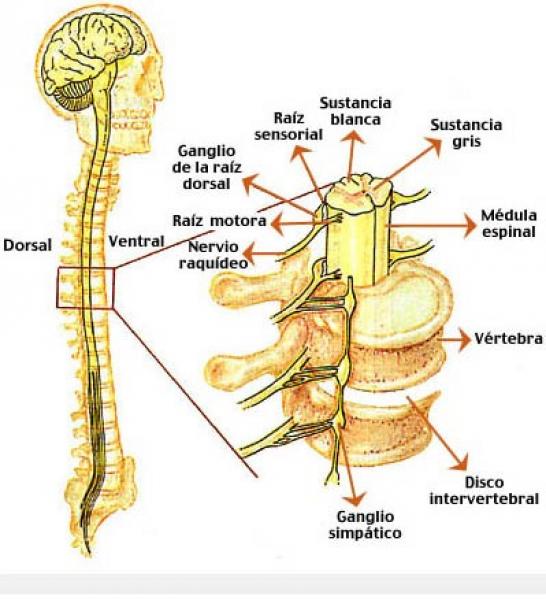 MEDULA ESPINAL, EMBRIOLOGÍA, HISTOLOGÍA Y ANATOMÍA