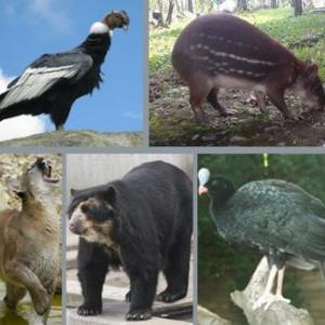 animales sorprendentes de la region andina