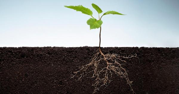 Descubre "El reino de las plantas"