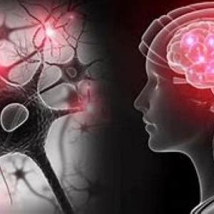 TRIVIA DEL SISTEMA NERVISO