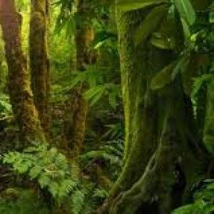 La Selva