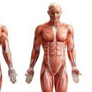 Cuerpo Humano