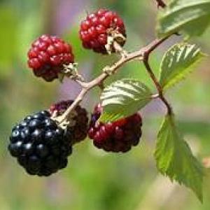 Mora (Rubus niveus)