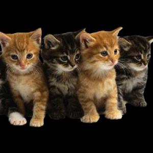 Gatos