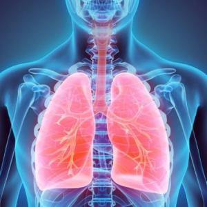 Partes Del Sistema Respiratorio