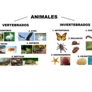 Trivias