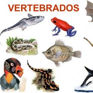 Mis amigos los vertebrados