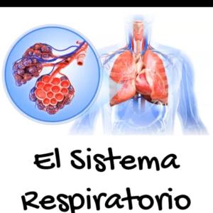 Sistema Respiratorio
