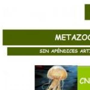 Los animales invertebrados