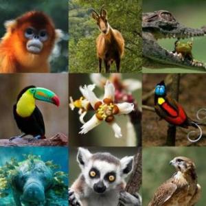 El mundo animal
