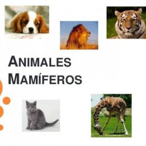 Animales mamíferos 