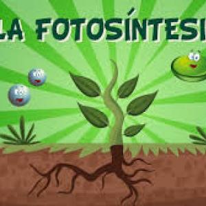 FOTOSÍNTESIS