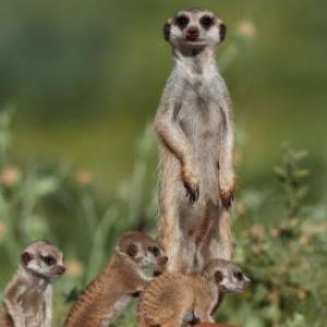 ANIMALES