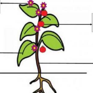 Parts of a plant