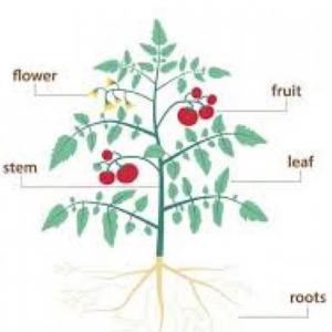 Parts of a plant 2