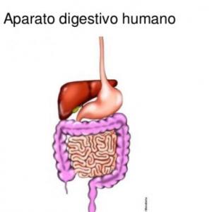 El sistema digestivo 