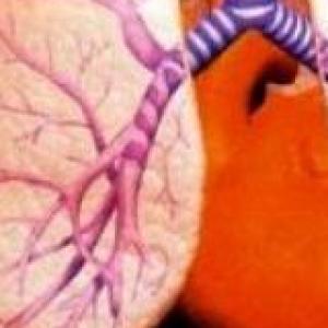 el sistema respiratorio 