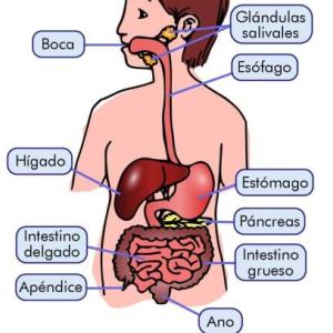 El trayecto de la comida