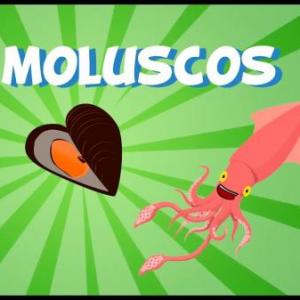 EL MUNDO DE LOS MOLUSCOS