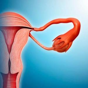 El Sistema Reproductor Femenino