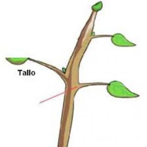 el tallo y la raiz