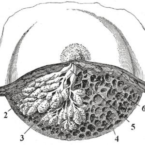 Glandula Mamaria